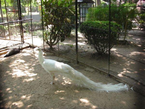 White Peacock - Beautiful Photo Collection...